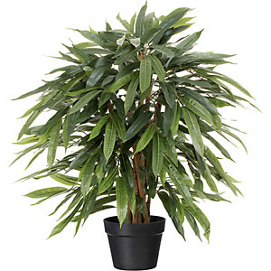 Weeping Ficus, im Kunststofftopf, Höhe 800 mm.
