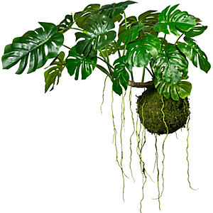 Splitphilodendron auf Mooskugel, Ø 280 mm, HxB 800 x 1200 mm, mit Hängedraht.
