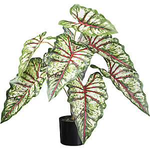 Syngonium, Kunststofftopf, 2er-Set, Höhe 660 mm.